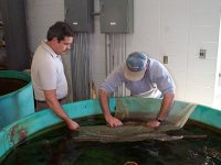 Carlos Echevarria & Nick Nichols net an Alabama sturgeon
