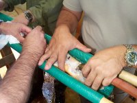 Alabama sturgeon rests in hammock during procedure