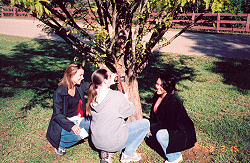 Identification labels have been placed on many campus trees.