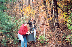 The Florida maple on its way to campus