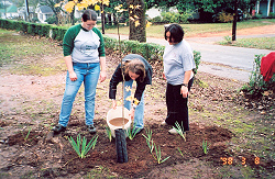 Landscaping the Florida maple