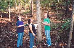 Chestnut oak at Grist State Park