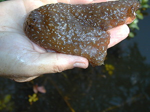 A cellulose blob of bryozoa
