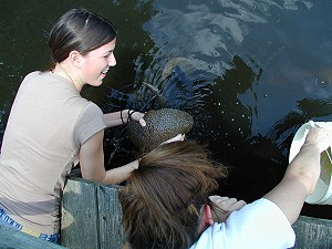 Sam Blanchard collecting bryozoa masses from a pond