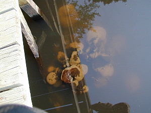 Bryozoa colonies on Lake Gayle pier pilings
